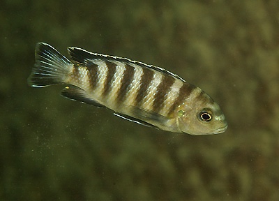 Tropheops sp. 'mumbo' Mumbo Island